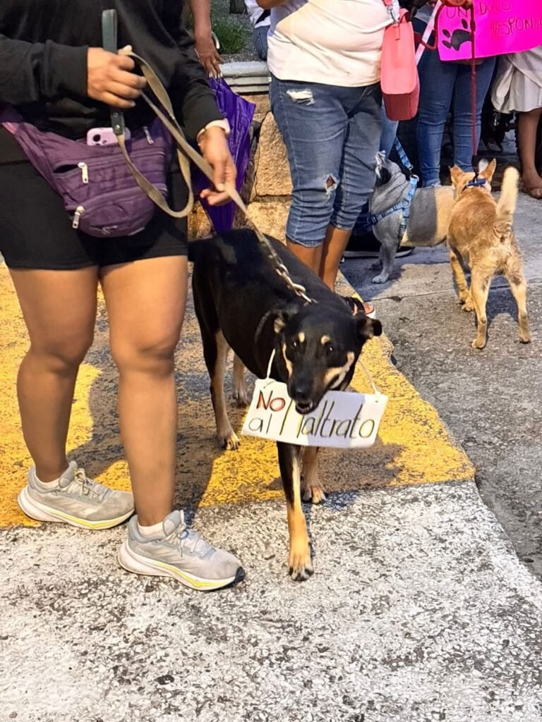 Marchan en Zumpango y exigen justicia para perros envenenados