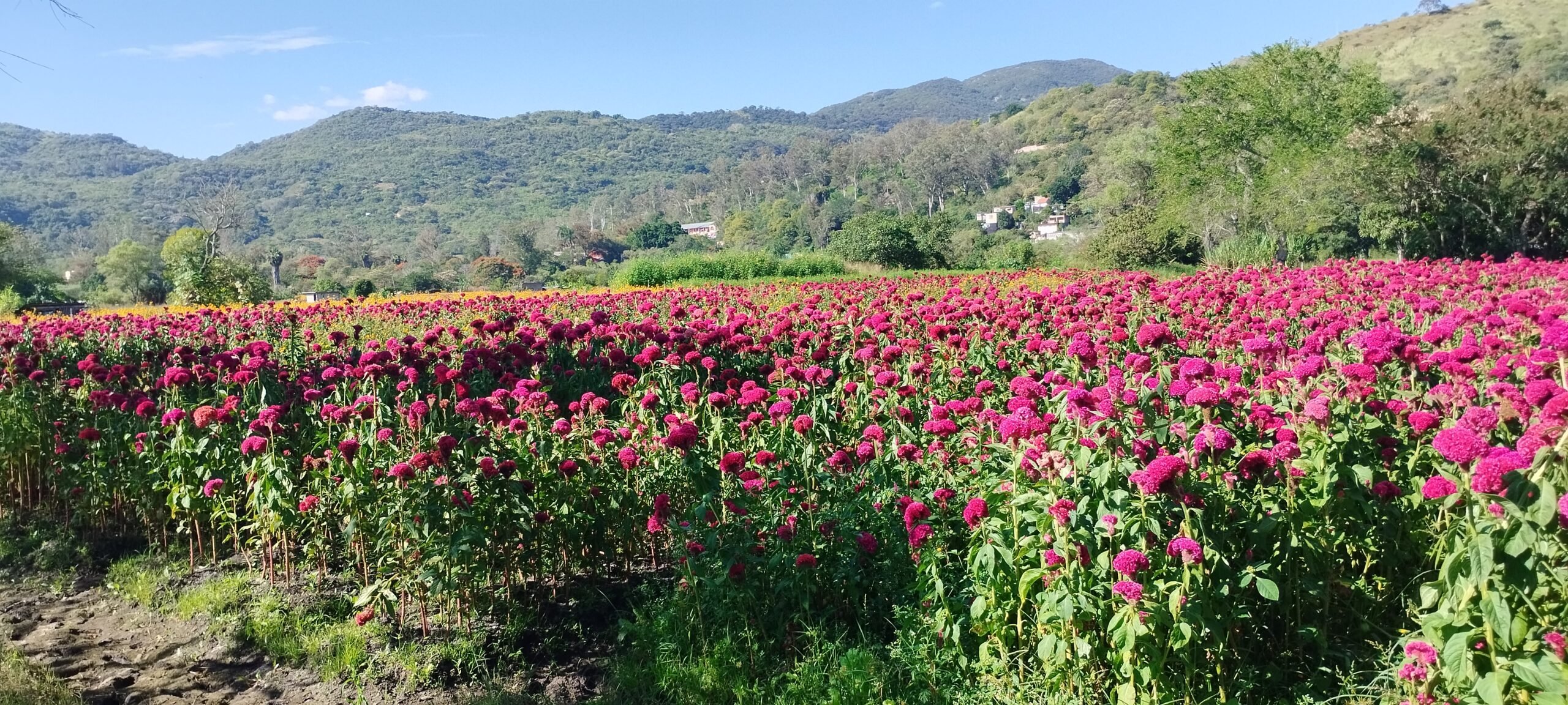 Tras dos años de pérdidas por huracanes… Campesinos de Tixtla esperan recuperarse con la venta de flores por el Día de Muertos