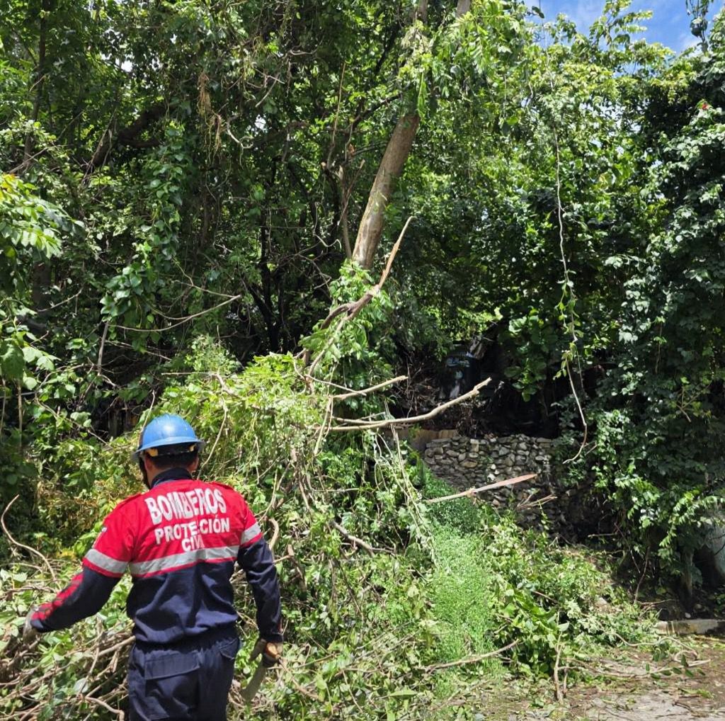 Lluvias por huracán Priscilla provocan caída de árboles en Zihuatanejo