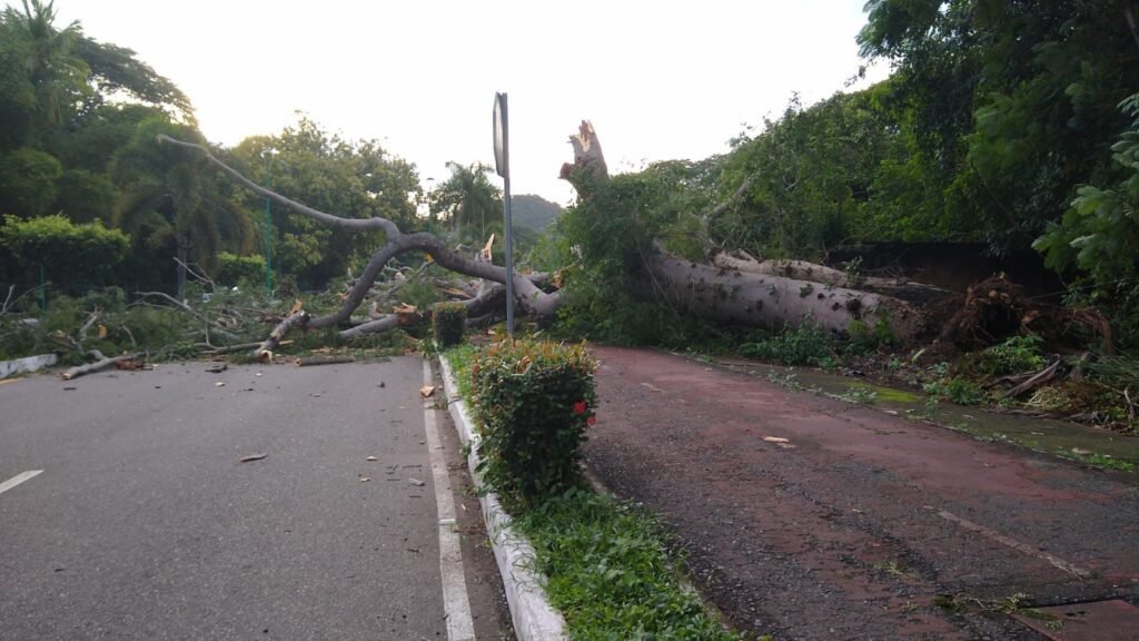 Colapsa parota en zona residencial de Ixtapa