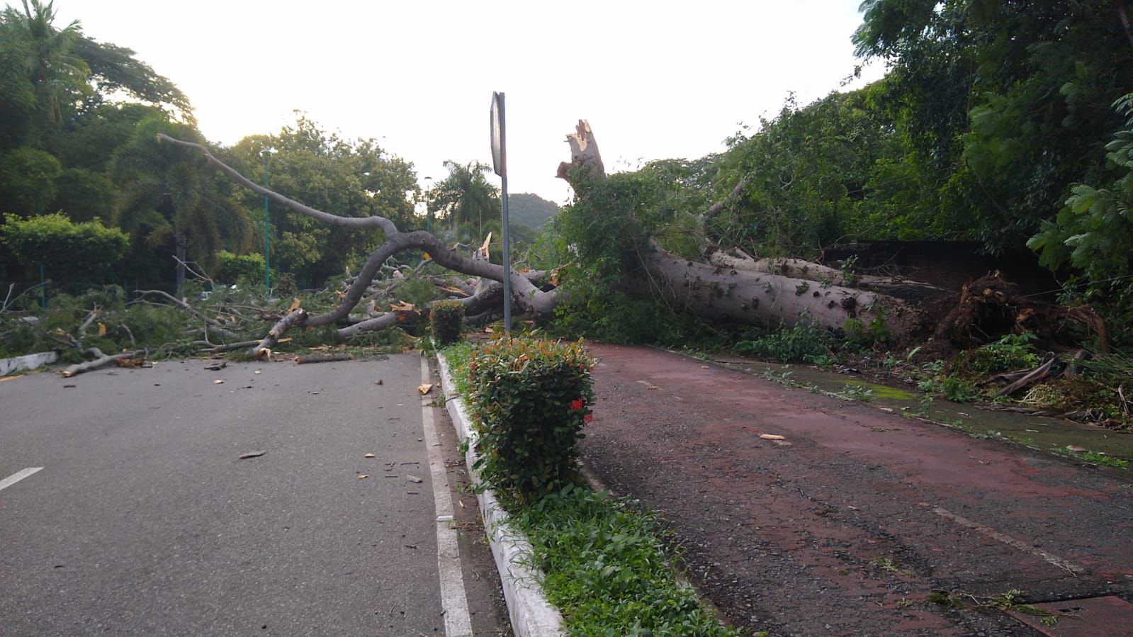 Colapsa parota en zona residencial de Ixtapa