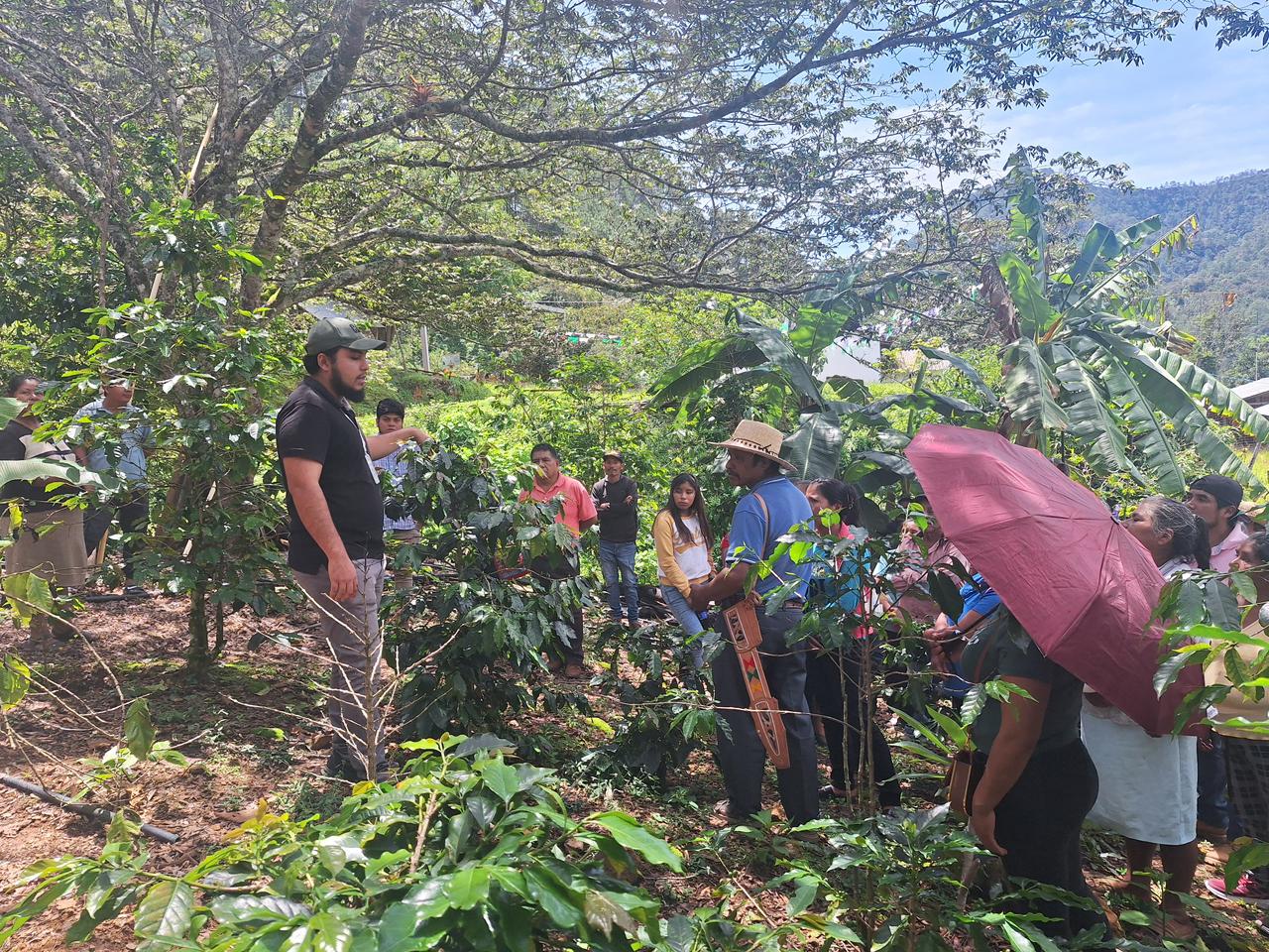 En Guerrero se impulsa a los cafeticultores de la Montaña y Costa Grande como orgullo nacional