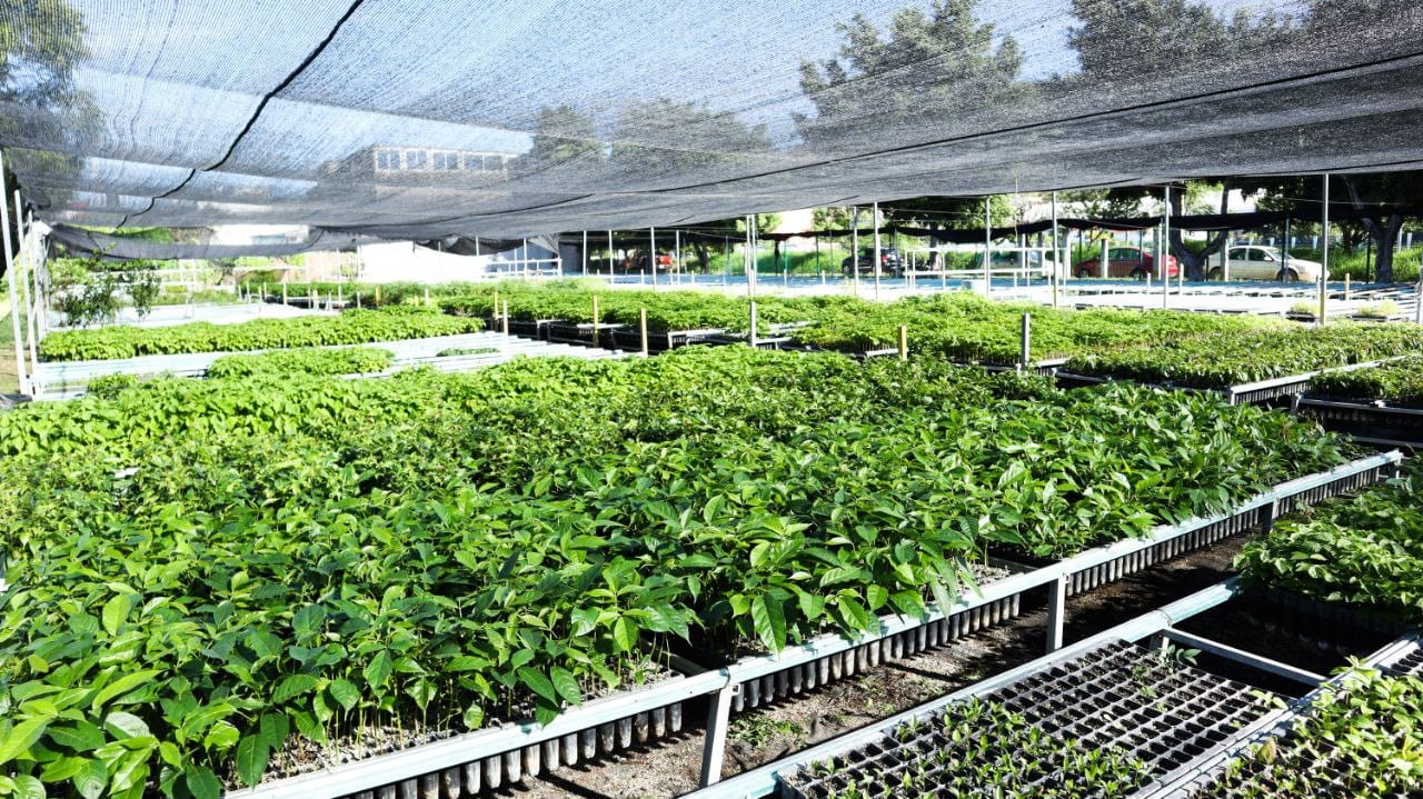 La SEG impulsa reforestación escolar con entrega de 12 mil árboles para más de 4 mil planteles educativos