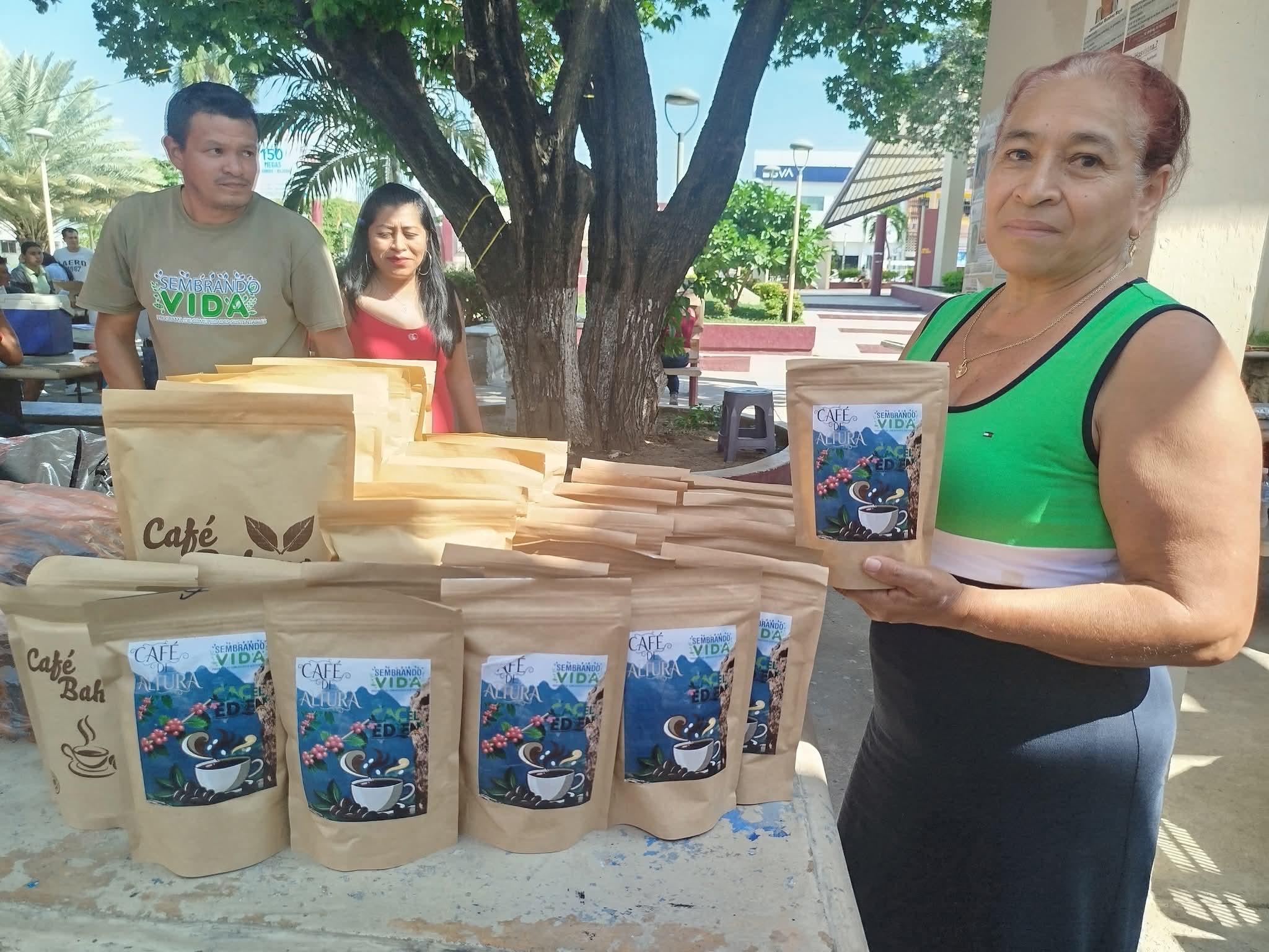 Cafeticultores de Tecpan buscan revivir la producción del aromático tras 15 años del ataque de la roya