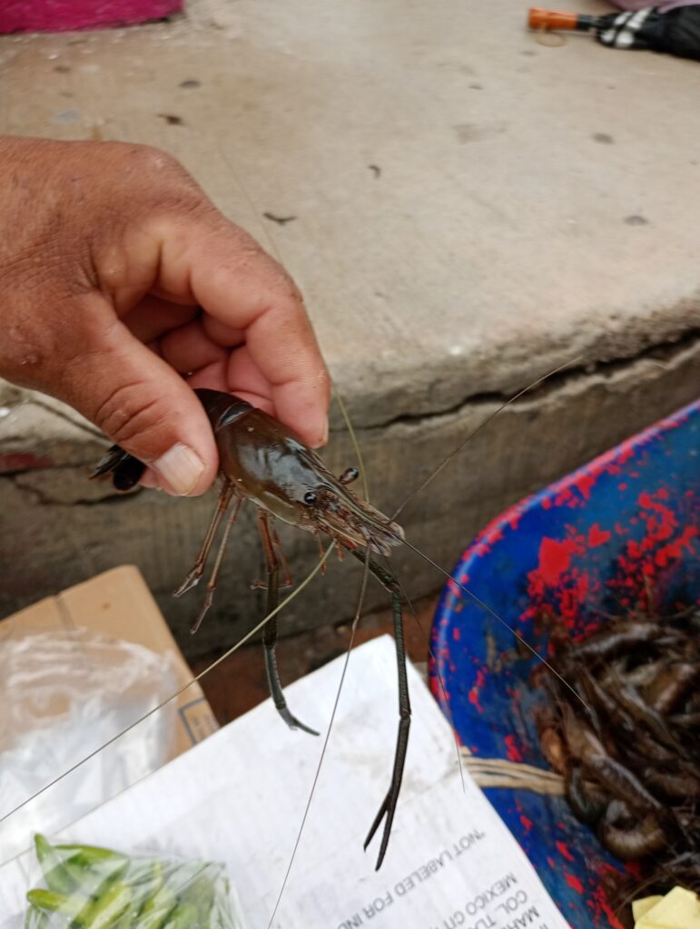 Comerciantes de Atoyac piden estudio por la disminución del camarón en el río El Salto–Tres Pasos