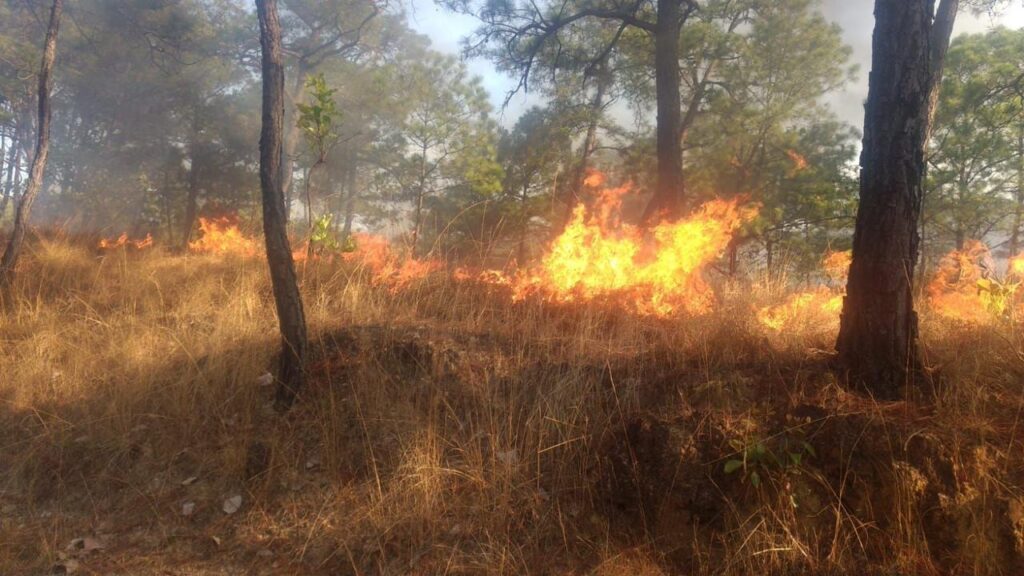Guerrero cierra 2025 con 75% de reducción en incendios forestales