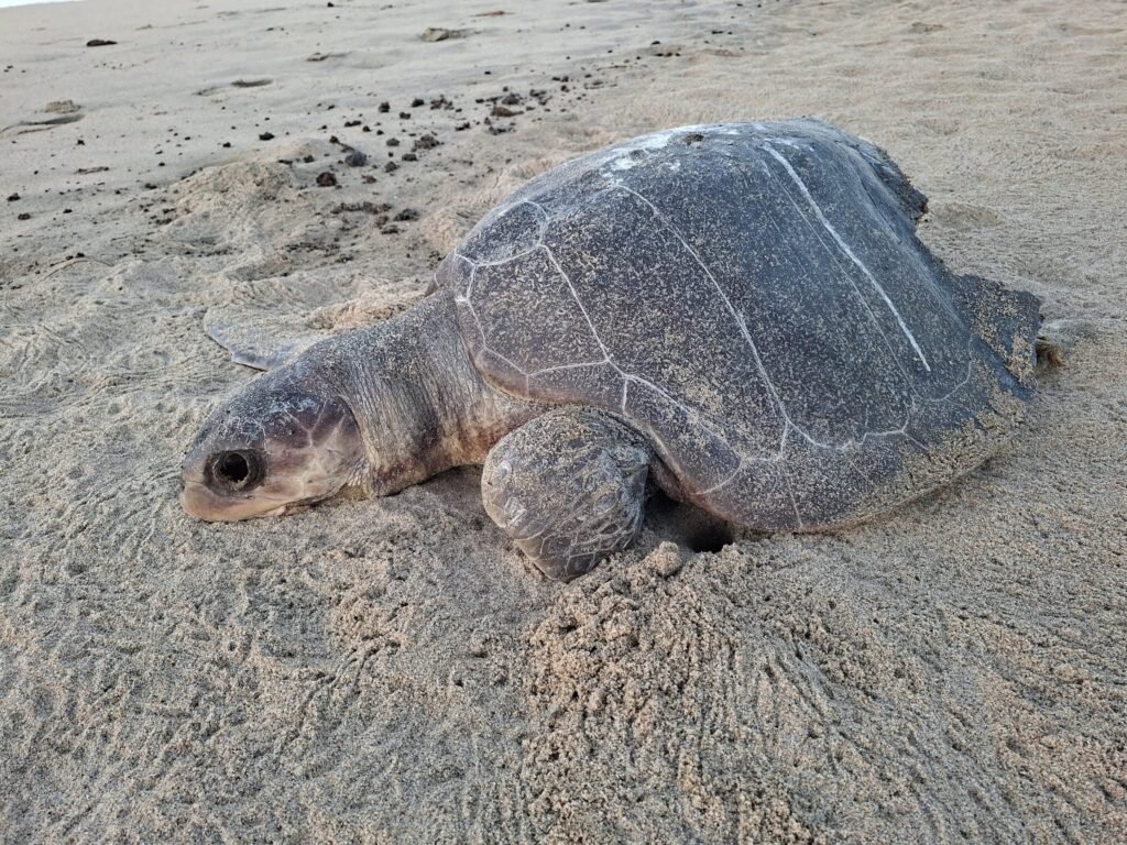 Decenas de tortugas muertas en playas de Coyuca