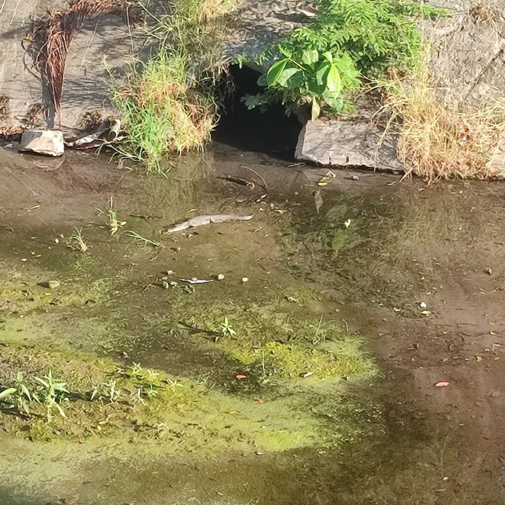 Pequeño cocodrilo sorprende en canal de La Boquita en Zihuatanejo