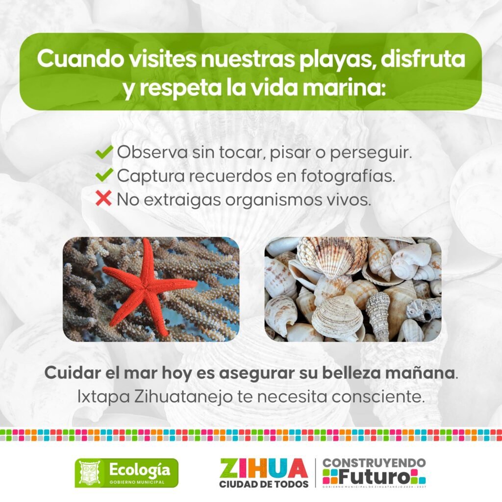 Turistas extraen fauna de las playas; mueren estrellas marinas