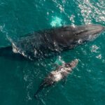 Gobierno de Lizette Tapia anuncia evento cultural “Al Son del Mar, el canto de las ballenas” en El Partenón