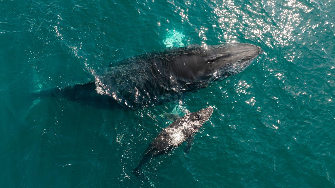Gobierno de Lizette Tapia anuncia evento cultural “Al Son del Mar, el canto de las ballenas” en El Partenón