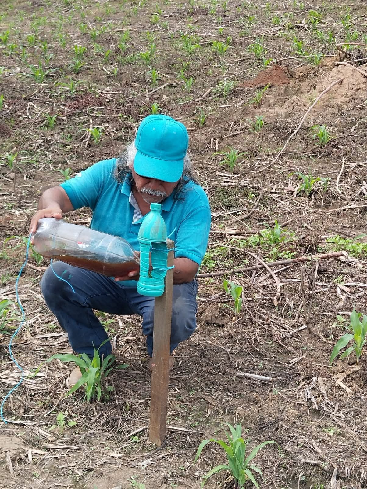 Colocan trampas en comunidades de Tecpan para detectar la posible llegada del gusano barrenador