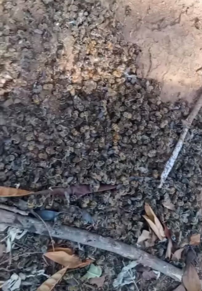 Apicultores denunciaron que miles de abejas han muerto