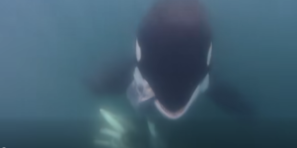 Avistan orca alimentándose de una cría de ballena jorobada frente a Zihuatanejo