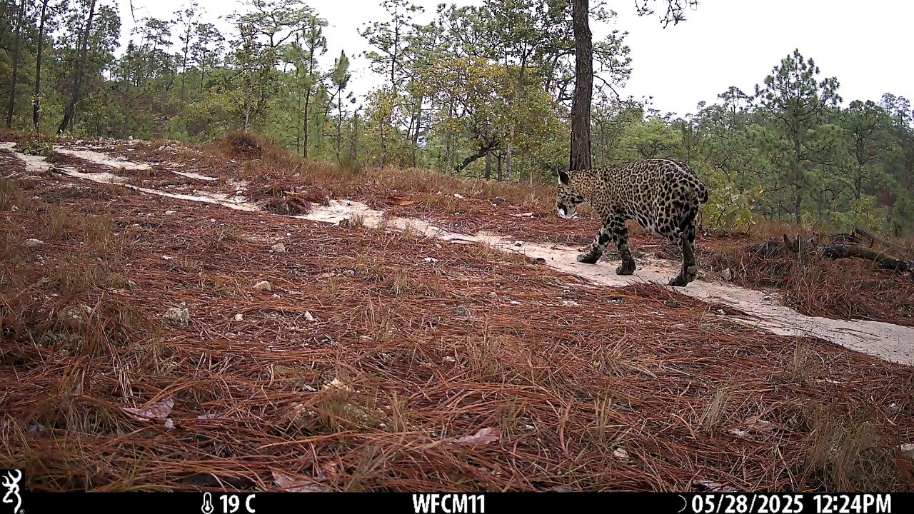 Guerrero fortaleció en 2025 el monitoreo y la conservación de especies prioritarias