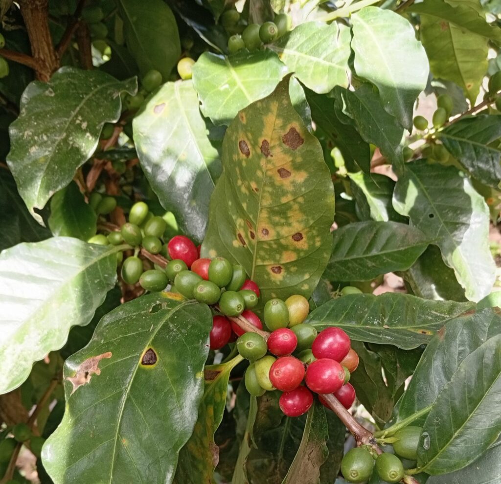 Plagas amenazan cultivos de café, mango y papaya en la sierra de Atoyac