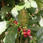 Plagas amenazan cultivos de café, mango y papaya en la sierra de Atoyac