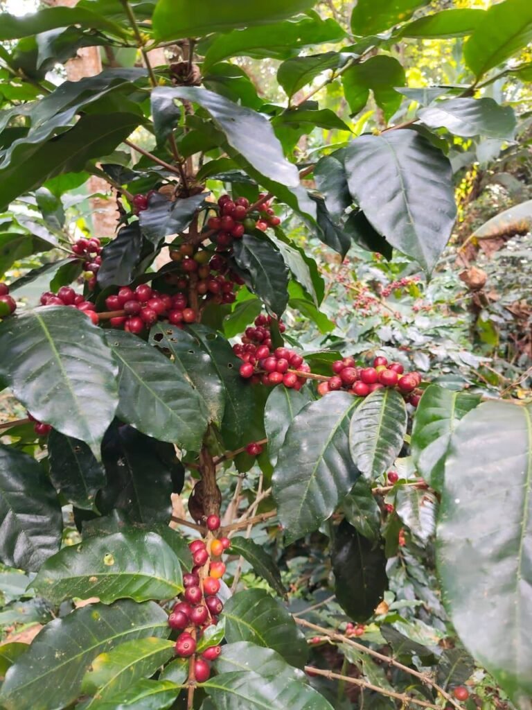 Cosecha de café 2026 deja buen sabor en la sierra de Atoyac, pero escasea la mano de obra