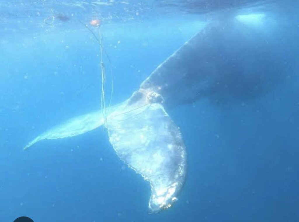 Ballenas de Guerrero activa protocolo ante ballenato enmallado