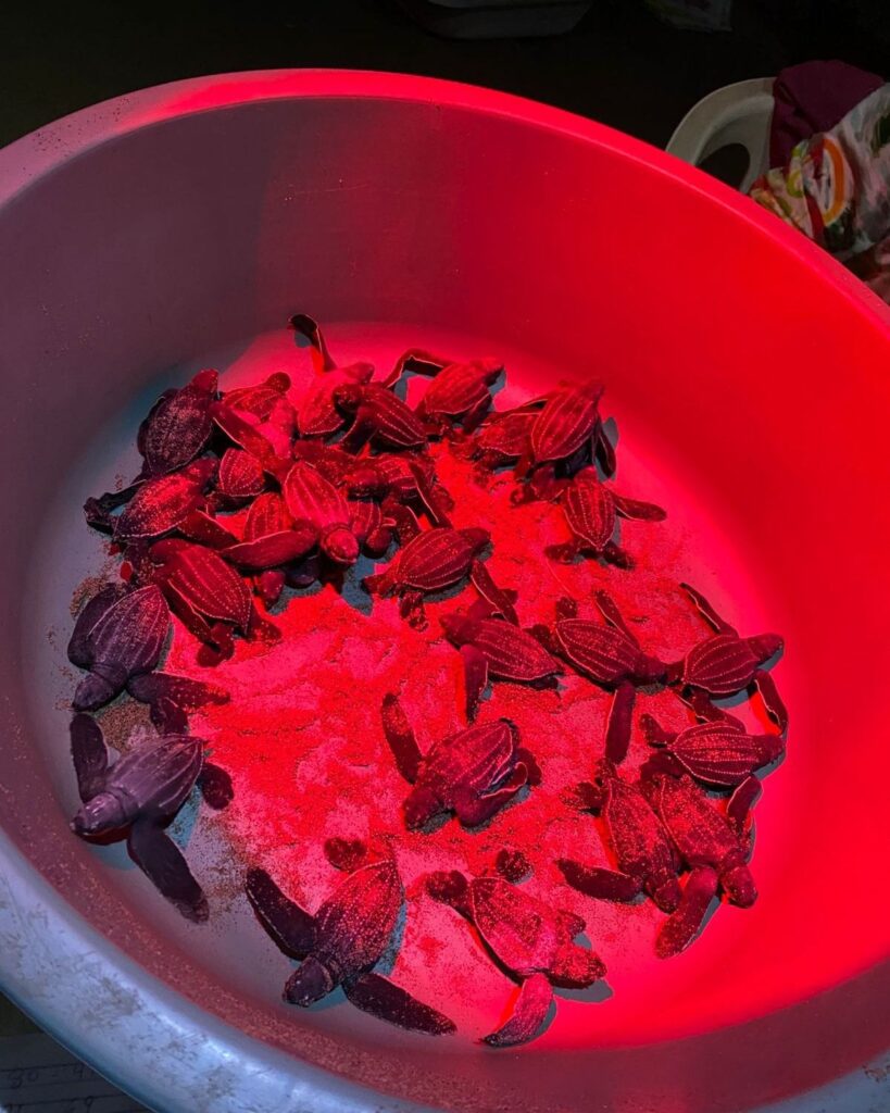 Exitosa temporada de anidación de tortuga laúd en San Luis La Loma