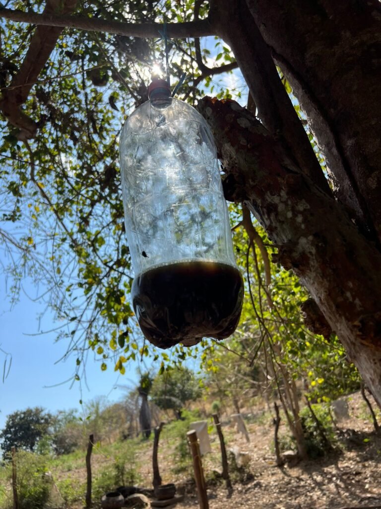Ganaderos recomiendan aplicar atrayentes caseros contra el gusano barrenador