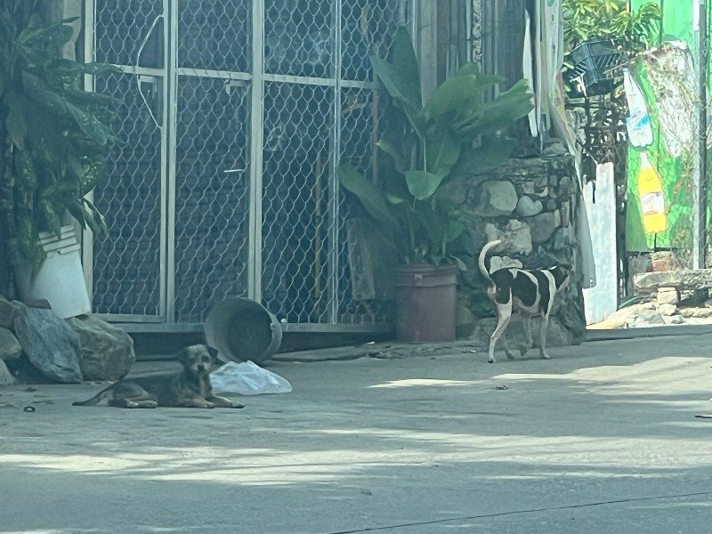 Persiste presencia de perros callejeros en colonias de Zihuatanejo
