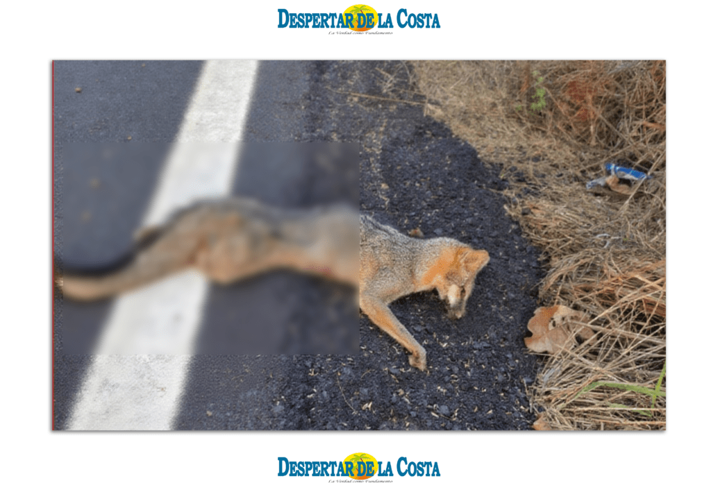 Una zorra fue atropellada en el centro turístico de Playa Blanca.