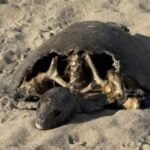 Denuncian ataques de perros a tortugas marinas en playas de Coyuca de Benítez