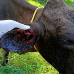 Repuntan casos de gusano barrenador en Petatlán