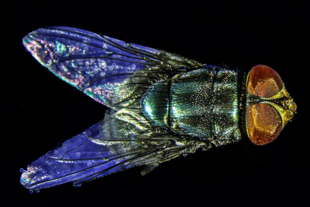 En Guerrero se intensifica el combate al gusano barrenador: se dispersan más de 96 millones de moscas estériles para su control