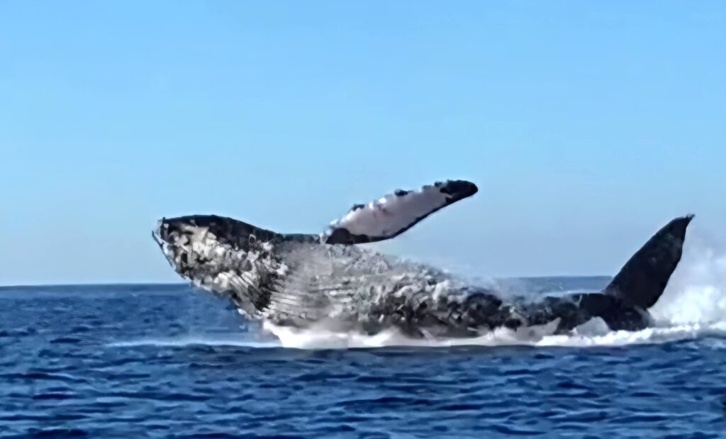 Avistamiento de ballenas fortalece la actividad turística en Puerto Vicente Guerrero