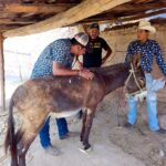 Por instrucción de la gobernadora Evelyn Salgado Pineda, la PROPAEG atendió una denuncia de maltrato de equinos en Chilpancingo