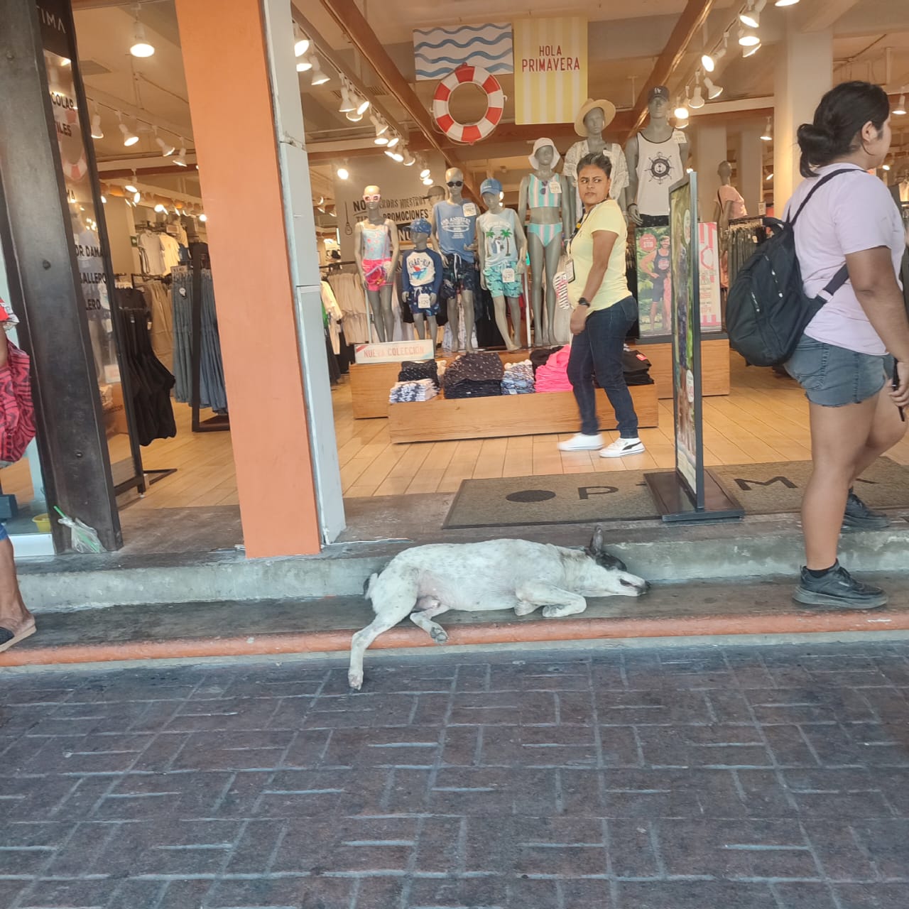 Recomiendan hidratación y cuidados para mascotas ante el inicio de la temporada de calor en Zihuatanejo