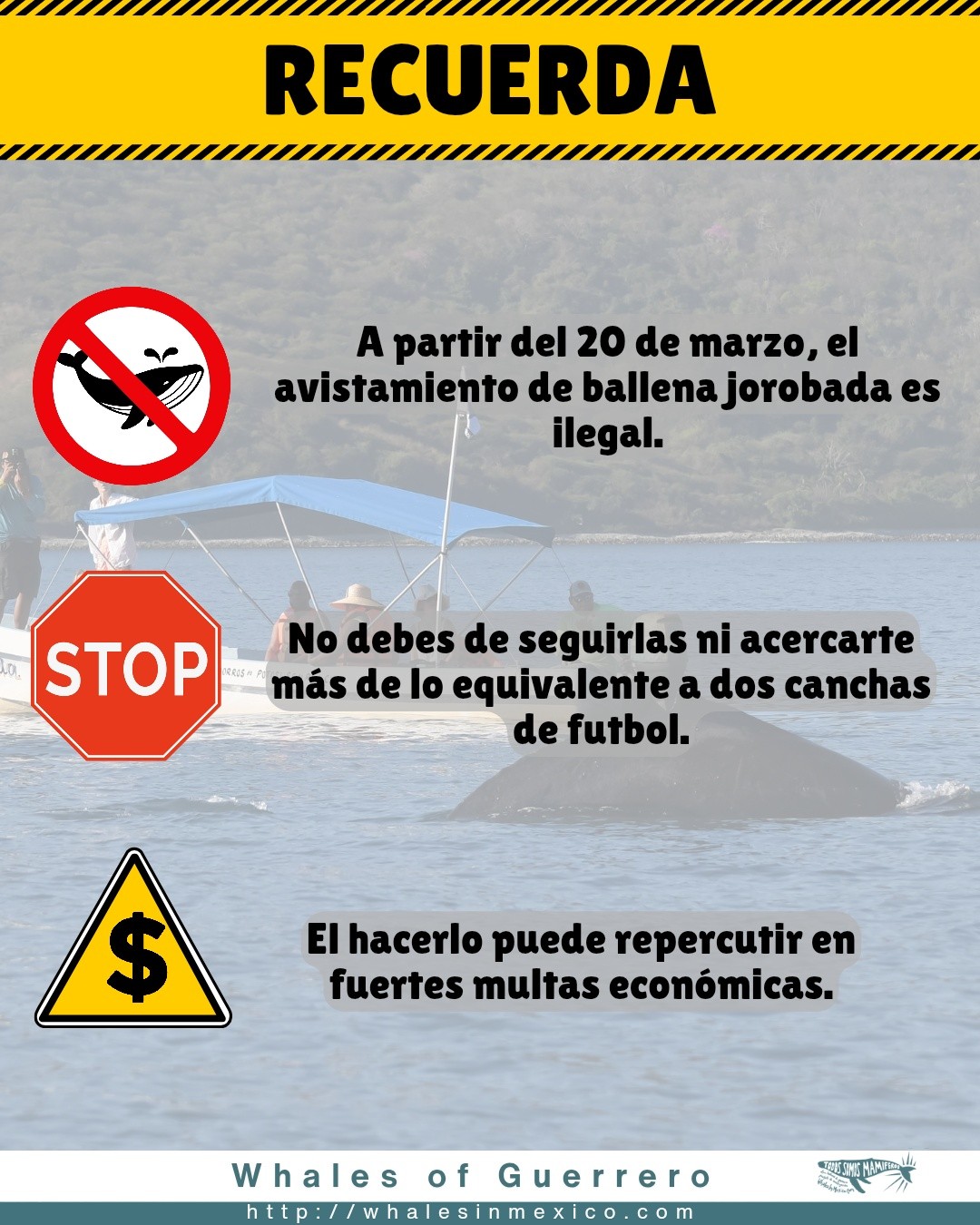 Prohibido el avistamiento de ballenas jorobadas fuera de temporada: multas ascienden a 100 mil pesos