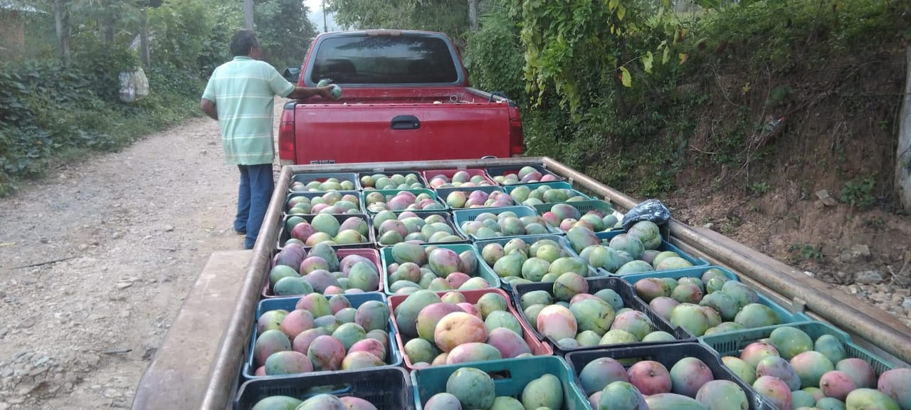 Productores de mango en Atoyac piden apoyo ante caída de precios y plagas