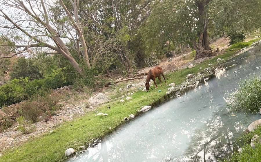Denuncian contaminación por aguas negras en arroyo de Papanoa, en Técpan
