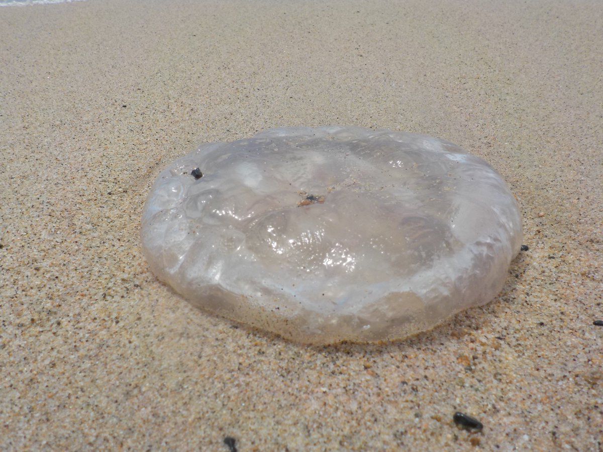 Alertan presencia de malaguas en playas de Ixtapa