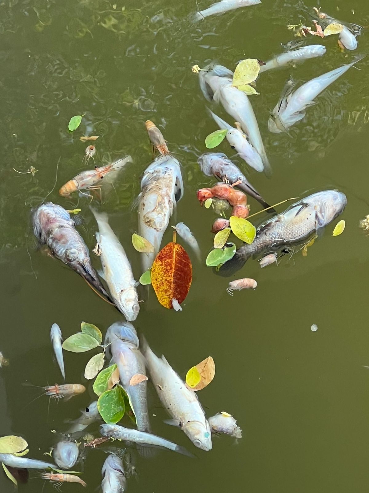 Mortandad de peces y camarones en canal de La Boquita