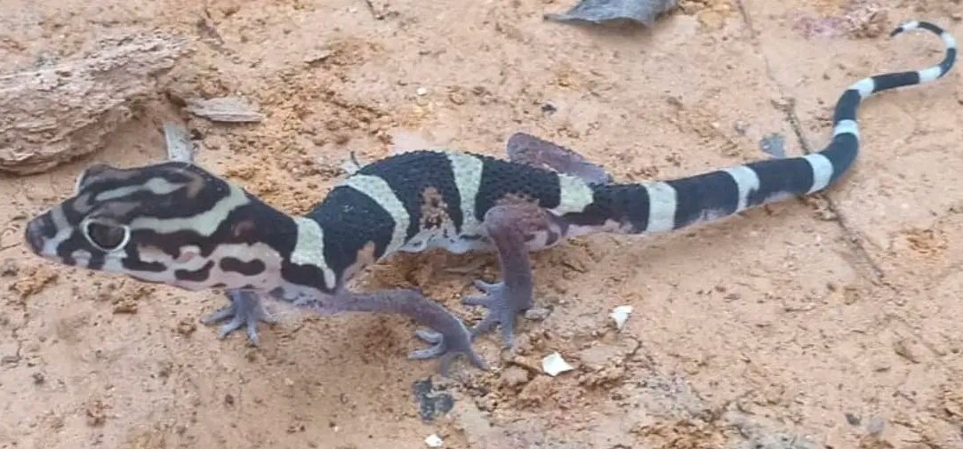 Reportan avistamiento de especie considerada poco común en comunidad de Atoyac