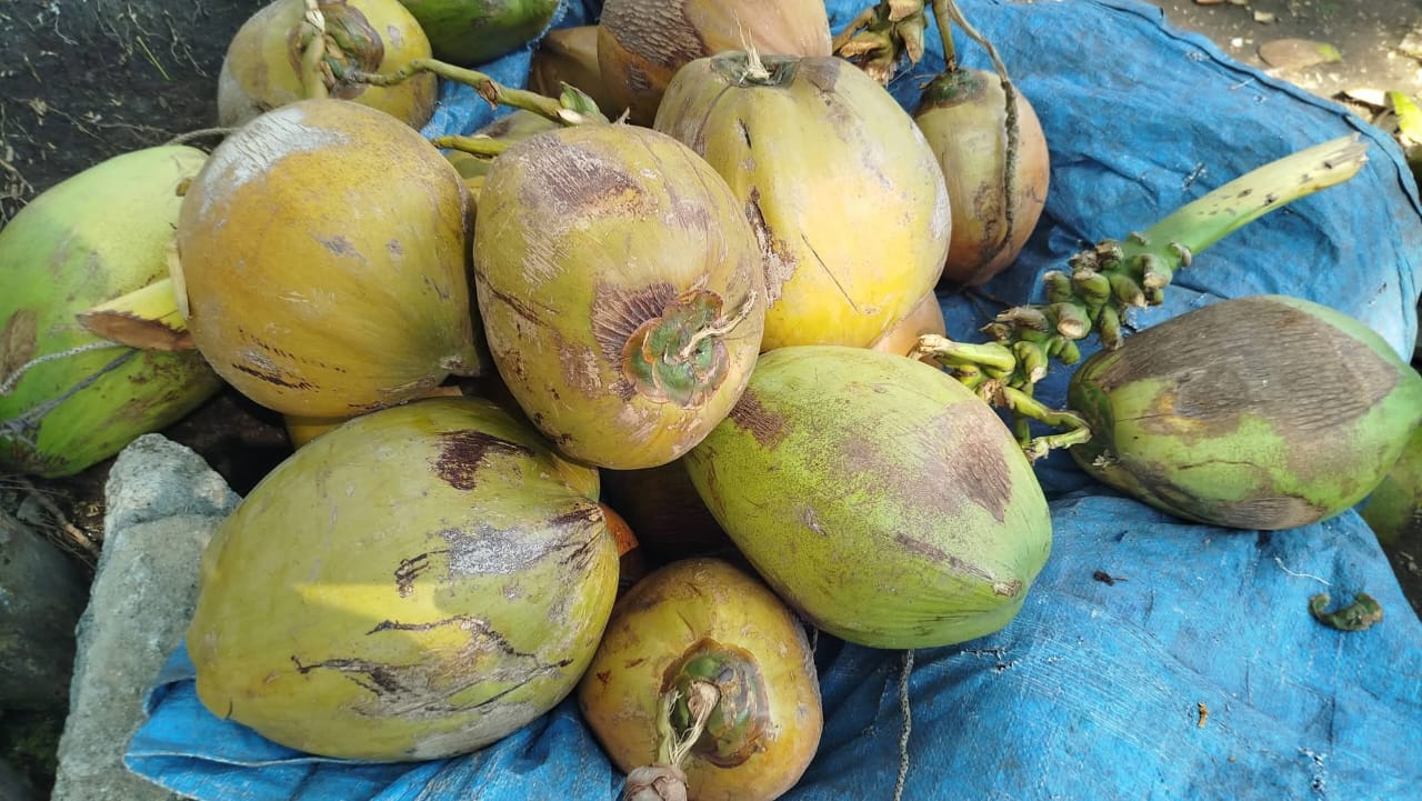 Bajas ventas afectan a vendedores de coco en Atoyac pese a altas temperaturas