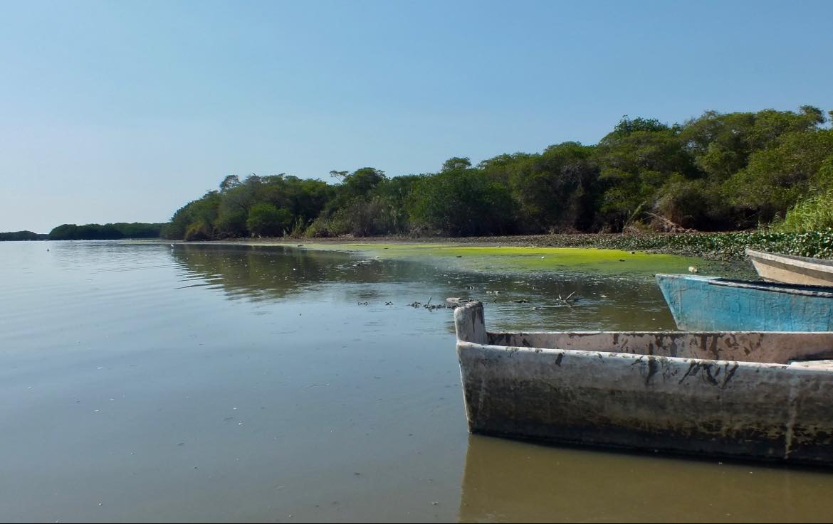 Alertan por deterioro de manglares en la laguna de Coyuca de Benítez