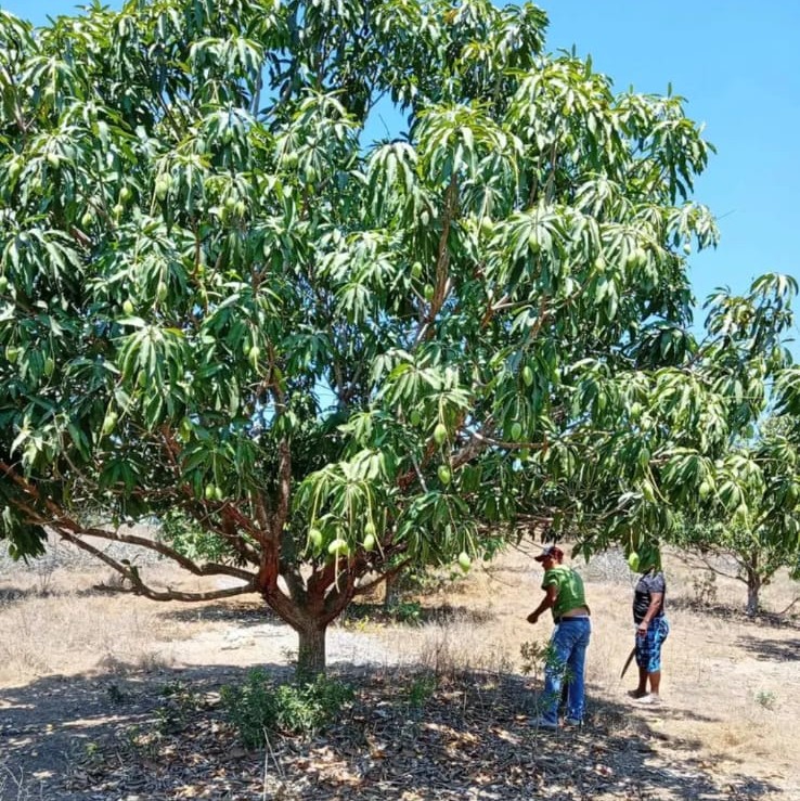 Caída en producción agrícola en Guerrero alcanza hasta 30% por falta de apoyos e incremento de costos