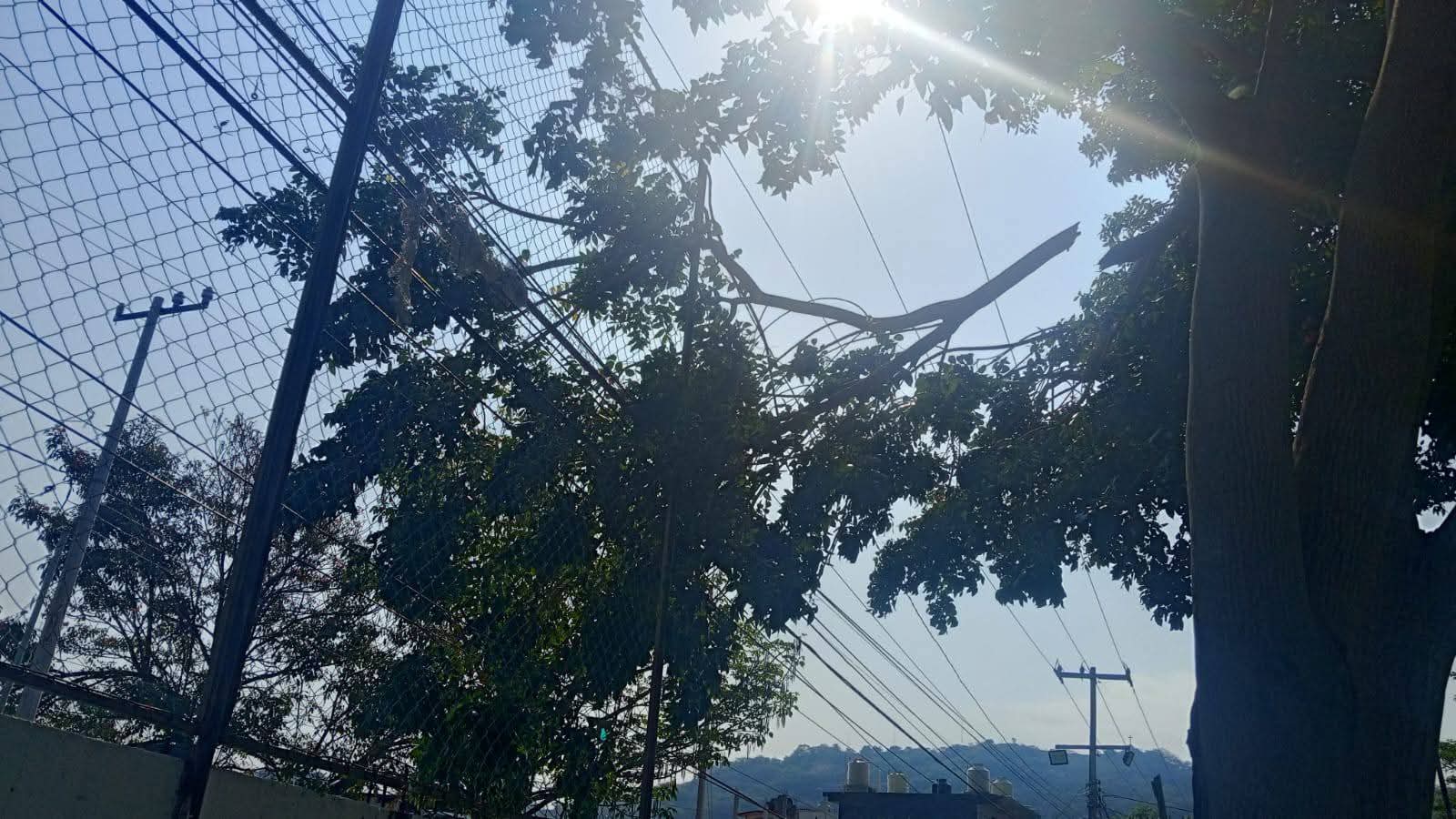 Caída de rama afecta suministro eléctrico y telecomunicaciones en la Unidad Deportiva de Tecpan