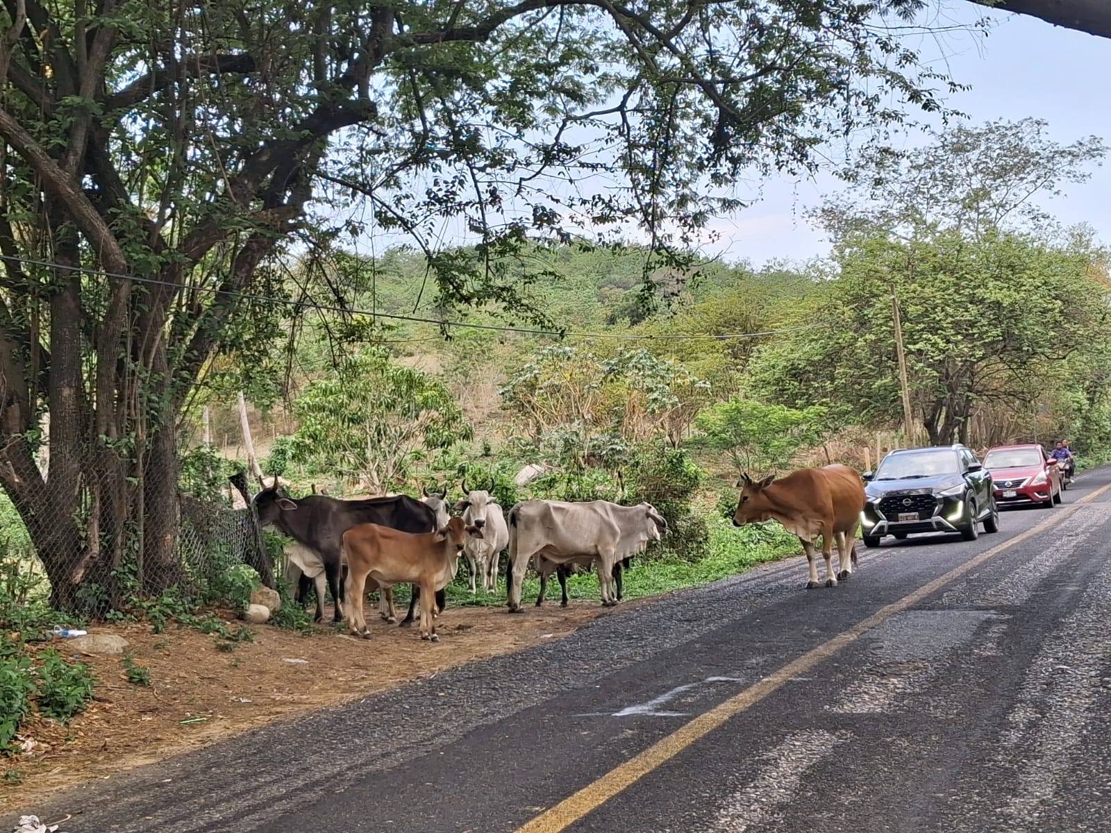 Ganado suelto provoca riesgo vial en carretera de Atoyac