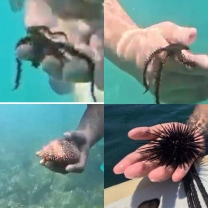 Denuncian afectaciones a fauna marina en la Isla de Ixtapa