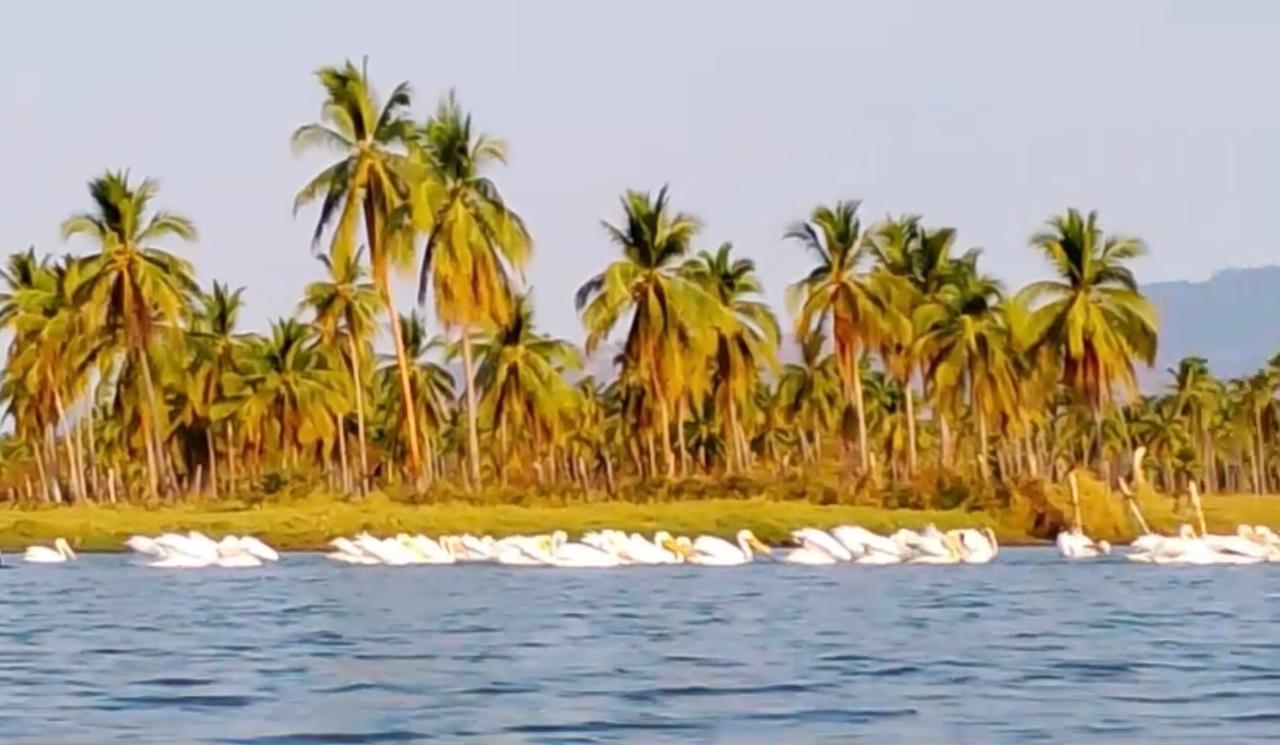Aves depredadoras afectan repoblación de tilapia en la laguna de Aguas Blancas