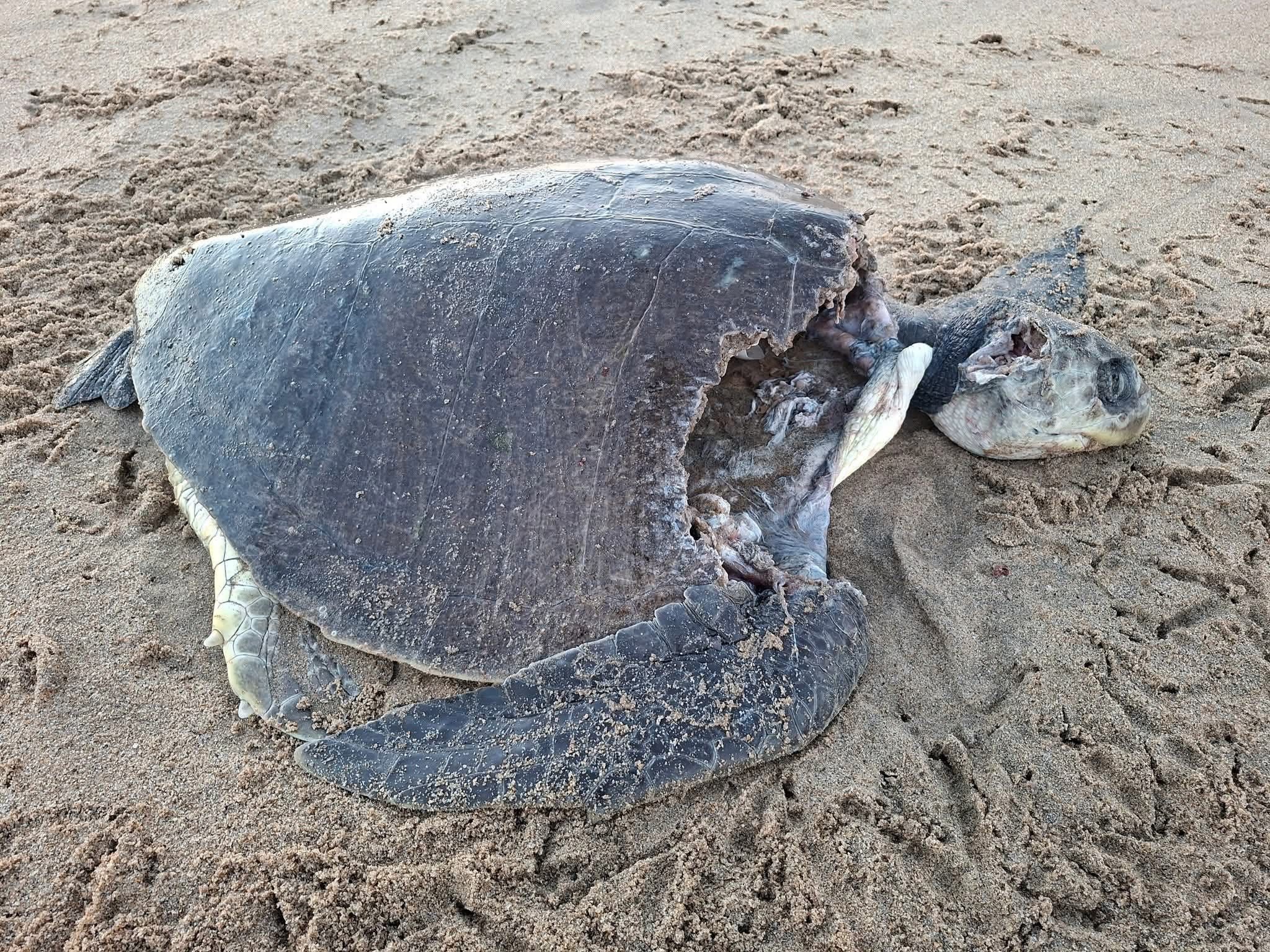 Hallan tortugas marinas muertas en playas de Tecpan; crece preocupación ambiental