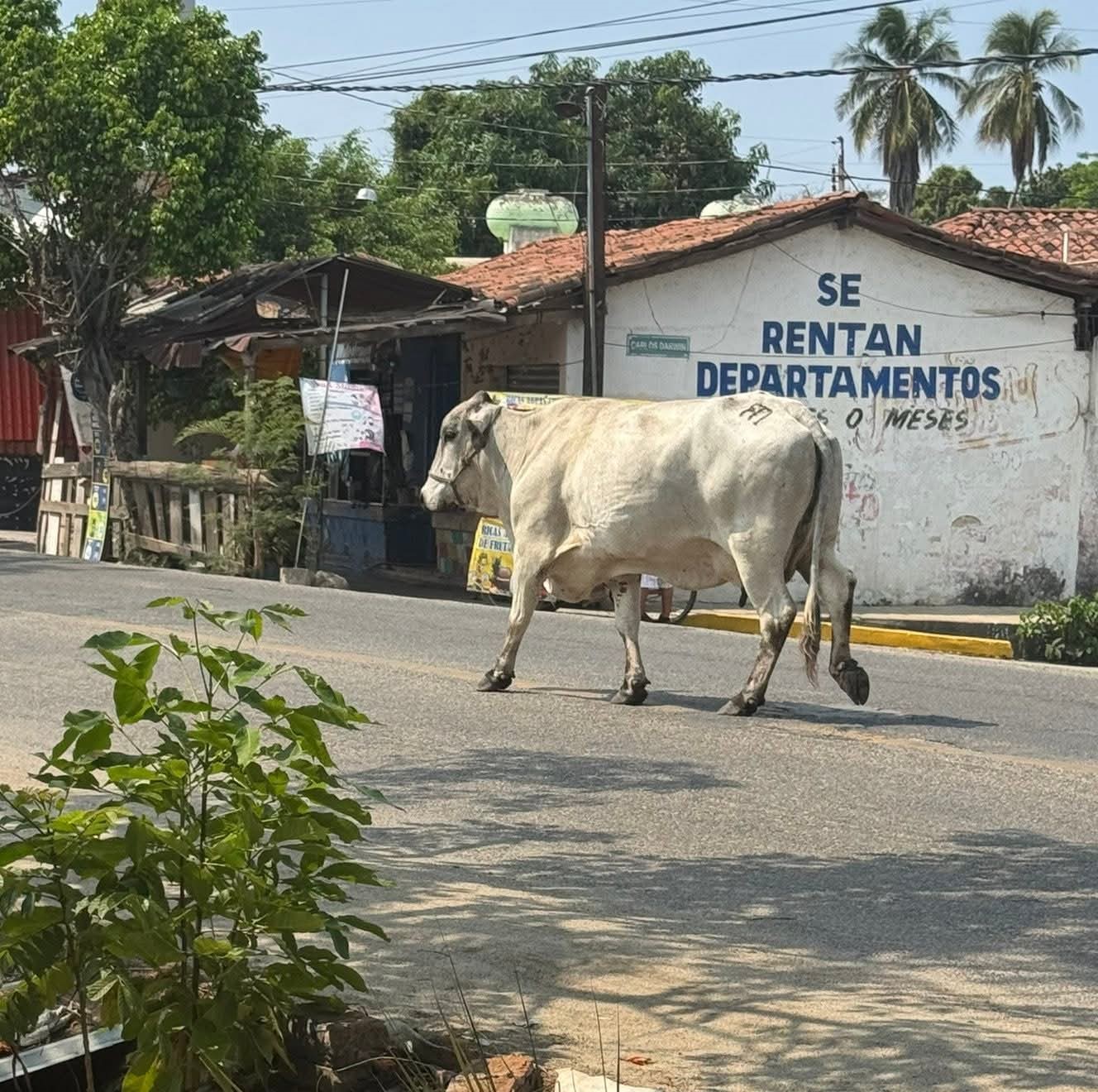 Transportistas alertan por ganado suelto en Tecpan; piden medidas preventivas