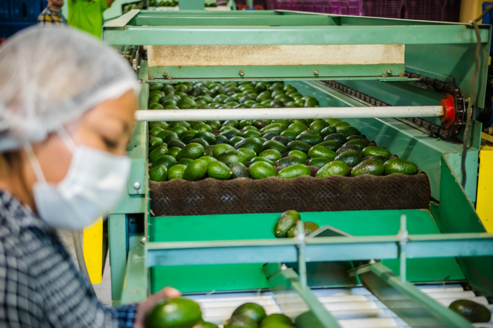 Sagadegro apoya y beneficia a productores de aguacate de la Sierra