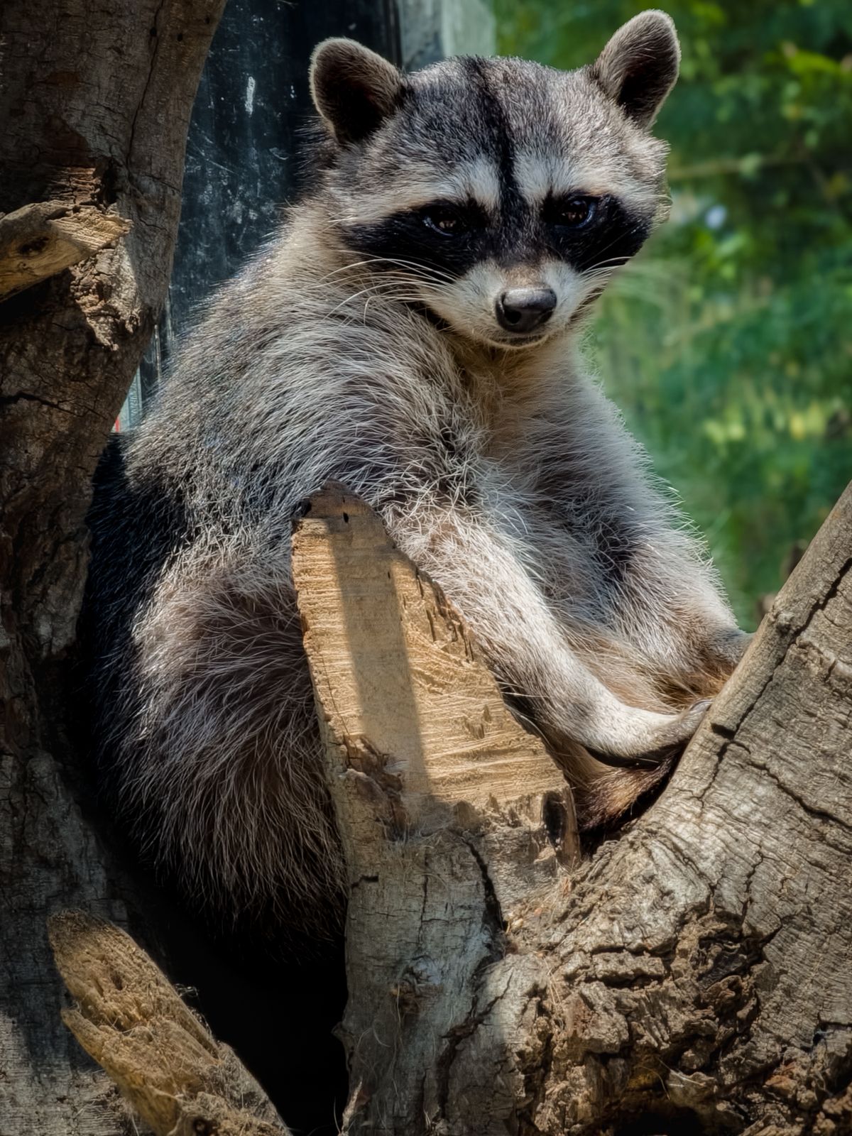 PROFEPA verifica acciones de bienestar animal en el Zoológico Zoochilpan